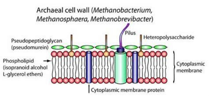 Does archaea have cell wall?
