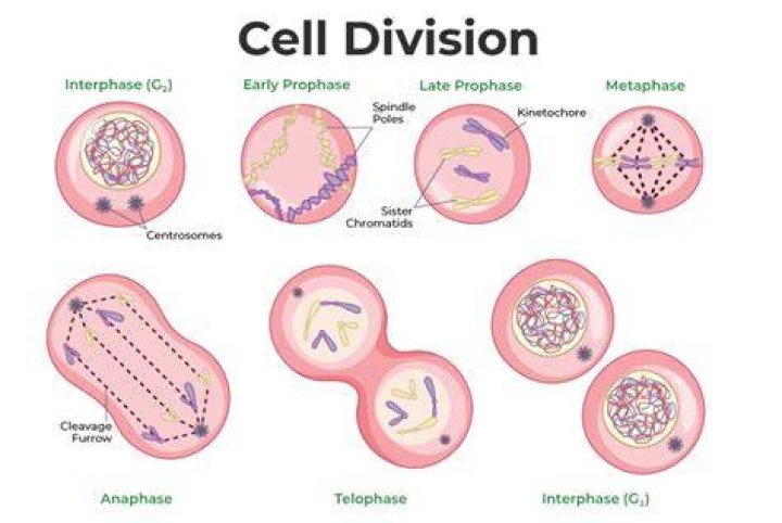 How does a cell show division of labour?
